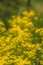 Yellow Butterweed Wildflower Background