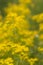 Yellow Butterweed Wildflower Background