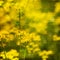 Yellow Butterweed Wildflower Background with Script