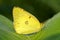 Yellow cabbage butterfly
