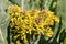 Yellow cabbage flowers in bloom