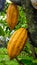 Yellow cacao trees and pods