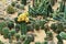 Yellow cacti flower