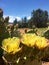 Yellow cacti flower blooming