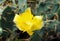 Yellow cactus flower