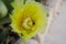 Yellow cactus flower with bee collecting pollen