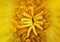 Yellow cactus flower detail