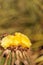 Yellow cactus flower on Notocactus warasii