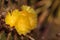 Yellow cactus flower on Notocactus warasii