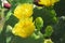 Yellow cactus flowers opuntia stricta, closeup