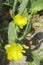 Yellow cactus flowers opuntia stricta, closeup