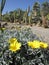 Yellow cactus flowers (Paloma Park, Benalmadena, Spain)