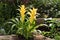 A yellow cactus like exotic flower photographed in a glasshouse