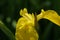 Yellow calamus flowers