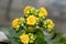 Yellow Calandiva flowers Kalanchoe, family Crassulaceae, close up