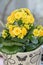 Yellow Calandiva flowers Kalanchoe, family Crassulaceae, flowerpot