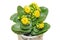 Yellow Calandiva flowers Kalanchoe, family Crassulaceae, flowerpot