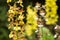 Yellow calanthe and blurs