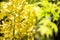 Yellow calanthe and blurs