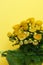 Yellow Calceolaria, also called lady\\\'s purse, slipper flower and pocketbook flower, or slipperwort