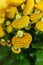 Yellow Calceolaria, also called lady\\\'s purse, slipper flower and pocketbook flower, or slipperwort