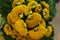 Yellow Calceolaria, also called lady\\\'s purse, slipper flower and pocketbook flower, or slipperwort