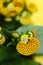 Yellow Calceolaria, also called lady\\\'s purse, slipper flower and pocketbook flower, or slipperwort