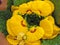 Yellow calceolaria flowers