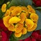 Yellow calceolaria flowers