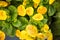 Yellow calceolaria flowers