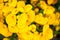 Yellow calceolaria flowers