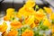 Yellow calceolaria flowers