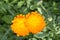 Yellow Calendula