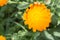 Yellow Calendula