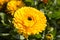 Yellow calendula flower