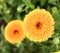 Yellow calendula flowers in Curzon hall garden of Dhaka city