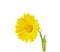 Yellow calendula isolated