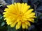 Yellow calendula in its maximum splendor