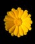 Yellow Calendula (Marigold)