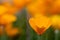 Yellow california poppy