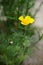 Yellow California poppy grow in summer garden