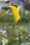 a Yellow Calla Lily close up, Bunch of callas
