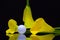 Yellow calla lily and golf ball on a black glass plate