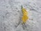 Yellow Calla in the snow!