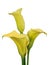 Yellow calla on white background