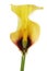 Yellow calla, zantedeschia aethiopica