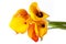 Yellow callas bouquet