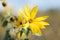 Yellow calliopsis or tickseed Coreopsis flower