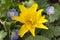 Yellow Caltha flower and blue Germander Speedwell