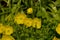 Yellow caltha flowers ,genus of rhizomatous perennial flowering plants